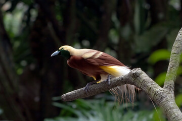 Wall Mural - Cendrawasih bird on a tree branch