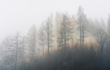 Naklejka na meble Misty forest with tall, slender trees, obscured by dense fog, creating a serene and mysterious atmosphere in soft, muted tones.