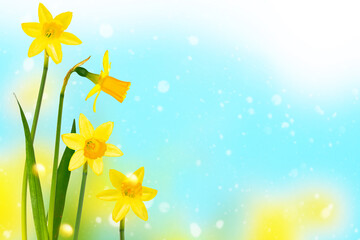 Wall Mural - Spring flowers of daffodils. Bright and colorful flowers