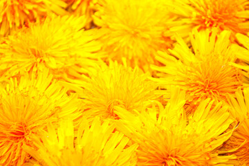 Wall Mural - blurred. bright colorful spring background of yellow dandelion flowers.
