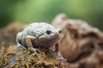 Wall Mural - The smooth-fingered narrow-mouthed frog ( kaloula baleata ) in the moss