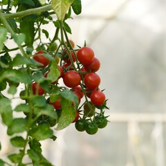 Wall Mural - Vines of cherry tomatoes growing in greenhouse. Close-up.