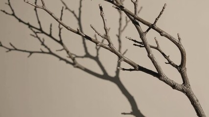 Poster - Bare tree branch casting shadow on beige wall, minimalistic natural concept