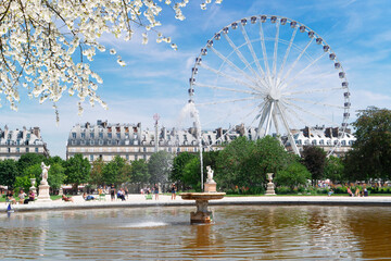 Poster - Tuileries garden, Paris