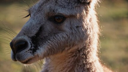Poster - Close-up of kangaroo in natural habitat with soft sunlight, wildlife photography concept