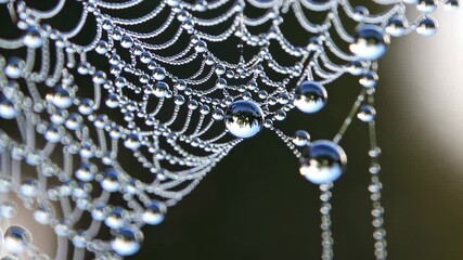 Spider web covered in dew droplets with reflections, intricate design. Nature and tranquility concept