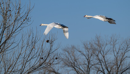 Wall Mural - Pair of mute swans in flight.