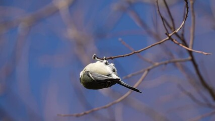 Poster - japanese tit in a forest