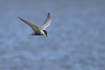 Poster - whiskered tern