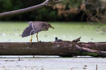 Wall Mural - night heron