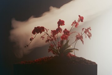 Poster - Beautiful red orchids gracefully arranged on a dark background, featuring soft fog and earthy tones, evoking tranquility and elegance in a natural setting