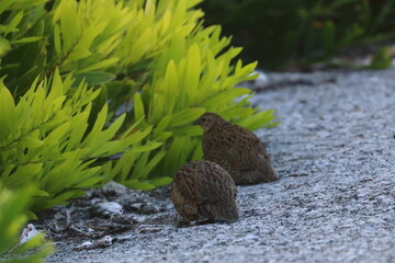 Canvas Print - brown quail