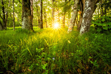 Wall Mural - Sunburst over Forested Meadow in Shenandoah