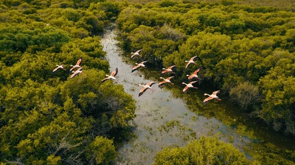 Poster - A flock of lesser flamingos flying above a marshland, creating a stunning aerial view.