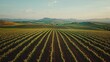 © ToMiiStock - Serene Vineyard Landscape with Rows of Grapevines and Hills
