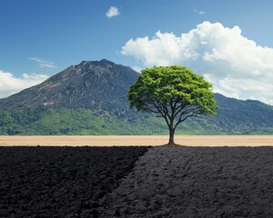 Wall Mural - A solitary tree stands against a backdrop of a mountain, dividing a lush landscape and barren soil, symbolizing contrast and resilience.