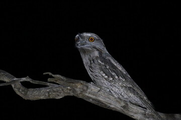 Wall Mural - tawny frogmouth