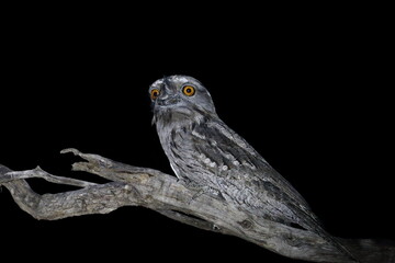 Wall Mural - tawny frogmouth