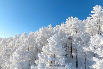 Wall Mural - Snow covered treetops against a bright blue sky. Scenic forest in winter