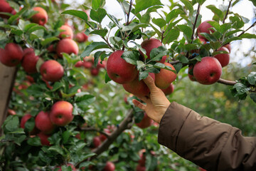 Sticker - Hand picking apple in garden