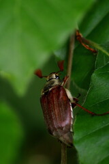 Poster - cockchafer