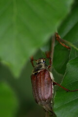 Poster - cockchafer