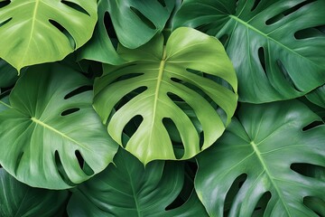 Poster - mesmerizing close-up of overlapping monstera leaves their signature perforations creating natural patterns
