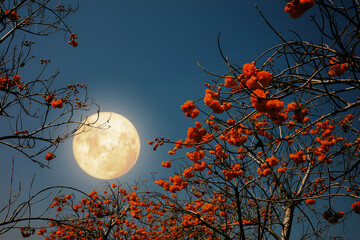 Wall Mural - romantic night scene - beautiful red flower blossom on tree with night skies and full moon. red flow