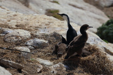 Canvas Print - black-faced cormorant