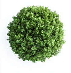 Poster - Aerial view of a lush green topiary, isolated on white background, for website design