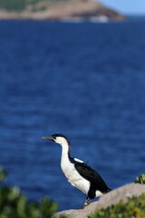 Poster - black-faced cormorant