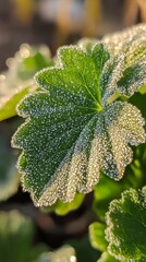 Wall Mural - Dew-kissed green leaf glistening in the morning sunlight with droplets in a serene natural setting