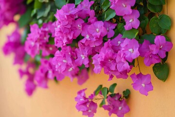 Canvas Print - Vibrant bougainvillea flowers blooming against a warm background in a sunny garden