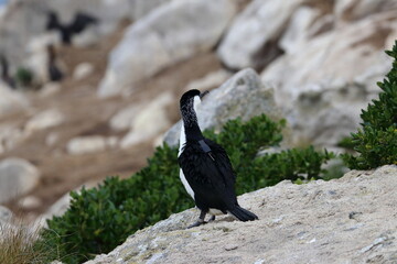 Poster - black-faced cormorant