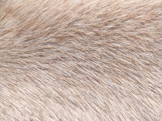 texture of fur