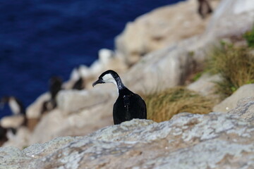 Poster - black-faced cormorant