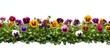 © POV Studio - Colorful Pansy Border, White Background, Spring Floral Design