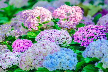 Wall Mural - Flower Series : Beautiful colors of hydrangea flowers in winter at Chiang Mai Province