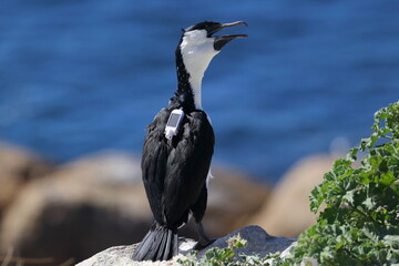 Wall Mural - black-faced cormorant