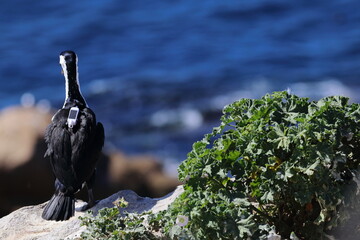 Wall Mural - black-faced cormorant