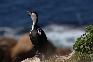 Wall Mural - black-faced cormorant