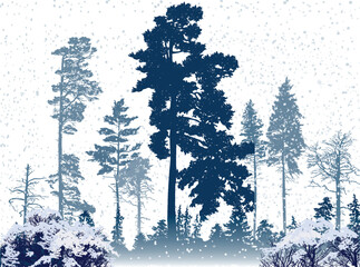 Wall Mural - isolated forest in white snow winter illustration