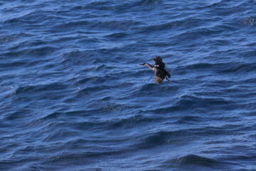 Wall Mural - black-faced cormorant