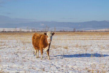 Wall Mural - Cow grazing on winter snow field	