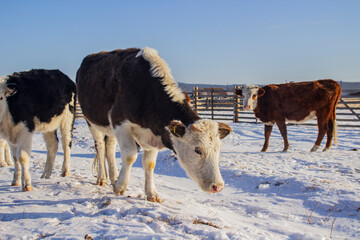 Wall Mural - Herd of cows in winter in rural village streets