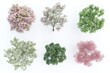 © ANZ studio - Top-down view of various trees on white background.  Possible use  3D model library for design software