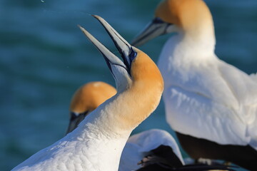 Wall Mural - australasian gannet