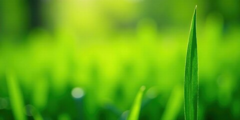 Aufkleber - A single blade of vibrant green grass stands tall, sharply in focus, against a softly blurred background of lush greenery bathed in sunlight.