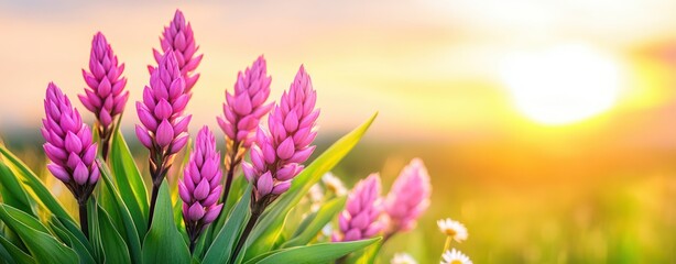 Poster - Vibrant Pink Flowers Blooming Under a Soft Sunrise with Warm Sunlight and Green Grass in the Background