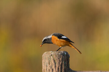 Wall Mural - Male Daurian Redstart perching on the artificial tree branch railing